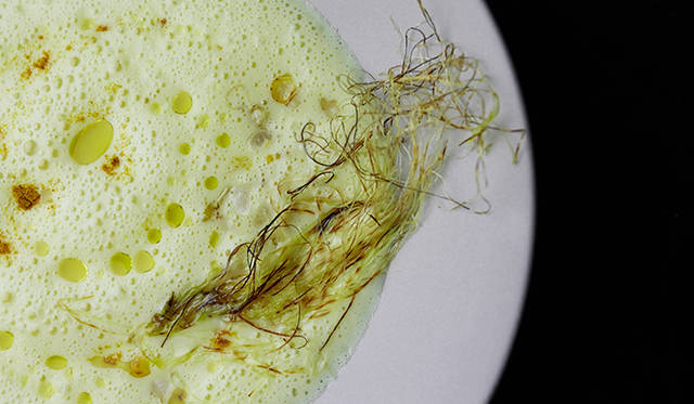 pirouette_665_34 試作メニュー。採れたてのトウモロコシを使った「採れたてトウモロコシのスープ」。素材の良さを生かすため、トウモロコシを牛乳で煮立てて、ミキサーにかけただけのシンプル仕立て。そこにカレー粉などの香辛料を加えることで、一般的なコーンスープと変化をつけている