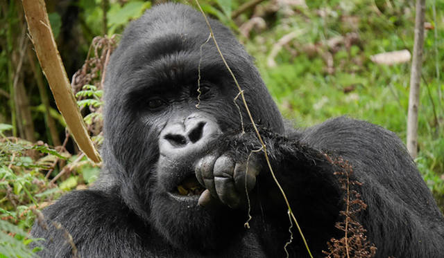 ルワンダには、19組のマウンテンゴリラファミリーが生活していて、そのうち、比較的アクセスしやすいエリアを拠点とする、10組のファミリーを観光・観察用に国が管理している