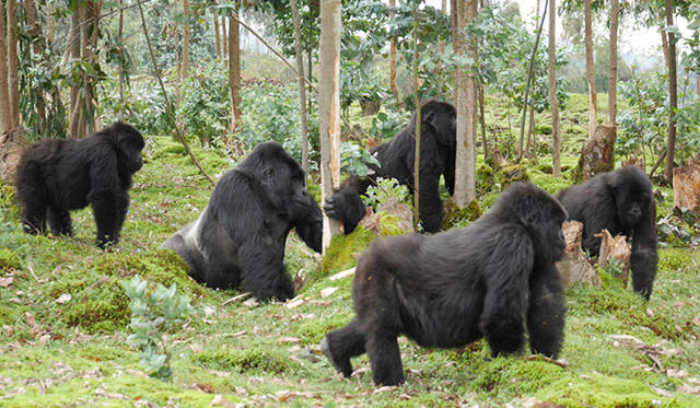 機能性とファッション性の両方を満たすアウトドアスタイルとして、断然「THE NORTH FACE（ザ・ノース・フェイス）」がお薦めだ。足下はドロドロしているけど、急勾配を登る山歩きではないので、防水機能があり、カジュアルに履けるトレッキングシューズをセレクト。タウンウォークにも使えるデザインなので、ルワンダ滞在中はこの1足で十分