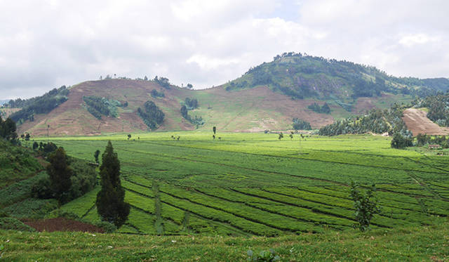 ここはまさにオーガニック天国。畑はすべて村民の手作業。肥料は、家畜の糞尿や腐葉土をベースにしたもの。国立公園内ということもあって、NGOなどの農業振興隊がアプローチしなかった結果、従来の農業が継続されていたというわけだ