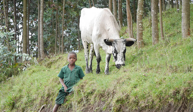 村民たちは、農薬や化学肥料を使わないことが自分たちの生活、そしてゴリラの生体系を守ることになり、ひいては、レンジャーやポーターなど、村人の雇用促進にもなるということをよく理解していると見えて、このサイクルを大切に維持している