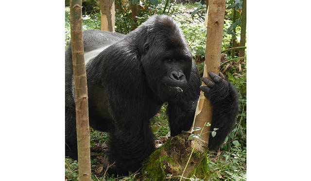 「早く遭遇しないかな」と、はやる気持ちを抑えながら歩いていると、目の前に突然、黒い物体が！　最初に出てきた言葉は「巨大な“まっくろくろすけ”!?」