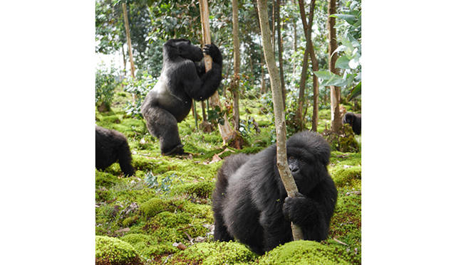 毛も顔もすべて黒いため、漠然とした黒い塊がうろうろしているという感じ。どんどん近づくと、ゴリラであることが認識できる
