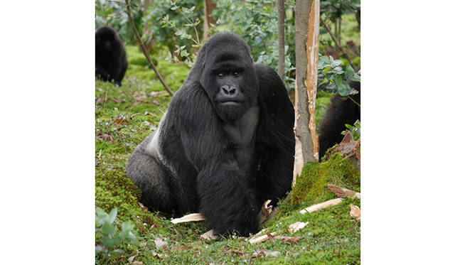 マウンテンゴリラを見学した後、どの群れに遭遇したかという証明書をくれる。美容ライターの平てるのさんと一緒に