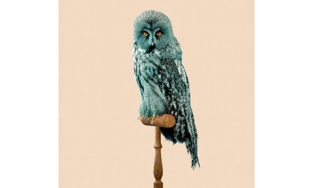 <strong>ART｜写真家ヴァンサン・フルニエによる『ARCHEOLOGY OF THE FUTURE-未来の考古学』</strong><br />©Vincent Fournier - GREAT GREY OWL [Strix predatoris] Predator-resistant feathers.