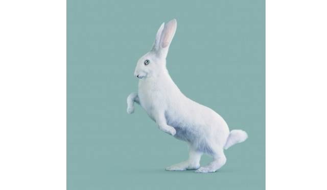 <strong>ART｜写真家ヴァンサン・フルニエによる『ARCHEOLOGY OF THE FUTURE-未来の考古学』</strong><br />©Vincent Fournier - RABBIT [Oryctolagus cognitivus] Very intelligent rabbit.