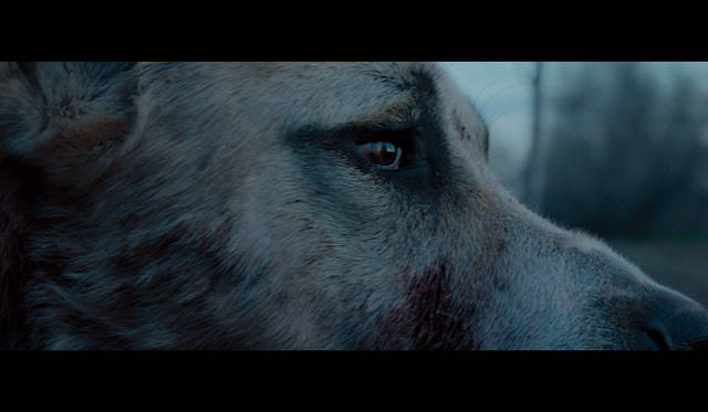 コンペティション部門　脚本賞：<br />『Sivas』　© la Biennale di Venezia - Foto ASAC© la Biennale di Venezia - Foto ASAC