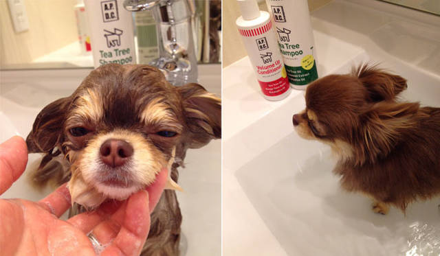 <strong>Takakura｜たかくら新産業</strong>　「A.P.D.C.（Active Pet with Delight and Comfort）」ティーツリーシャンプー＆コンディショナー