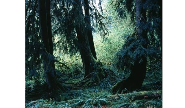 上田義彦 QUINAULT No.18, 1991 / 2000, ED 1/10, 58 x 73 cm, Type C-print