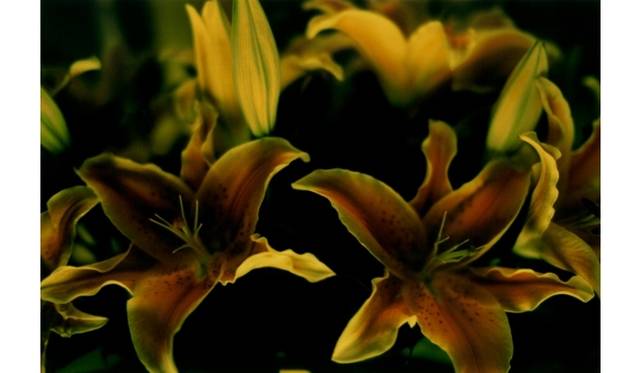 noir, 2010 © mika ninagawa, Courtesy of Tomio Koyama Gallery