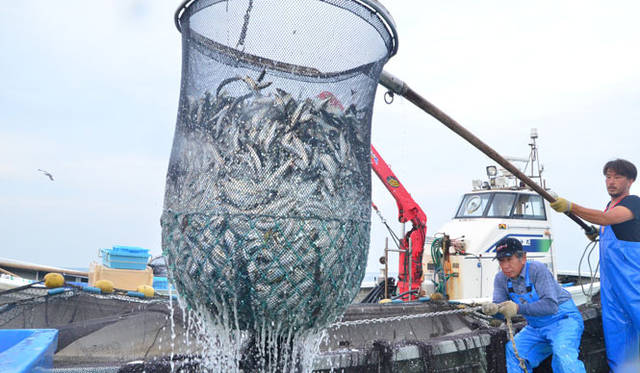 鮮度が命のいわしは、ほぼ獲れた翌日に届けられる
