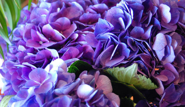 <strong>FLORALUXE｜フローラリュクス</strong>　“大人ハロウィン”2014はカナリアイエローとブラックで