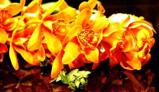 <strong>FLORALUXE｜フローラリュクス</strong>　“大人ハロウィン”2014はカナリアイエローとブラックで