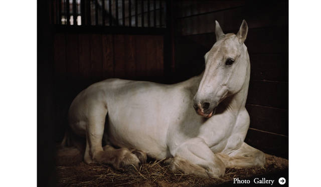 Ringo Arlington VA 2012