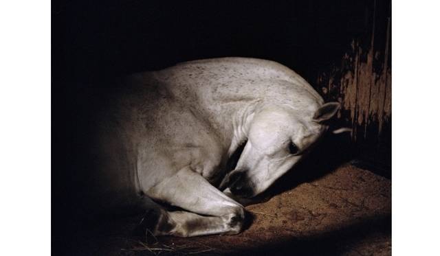 Trooper, Arlington VA 2012