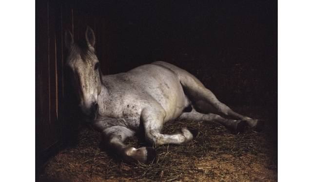 Repose Arlington VA 2012