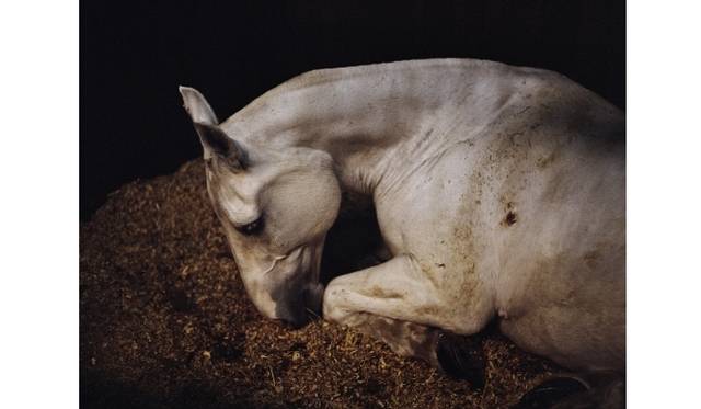 Peter Arlington VA 2011