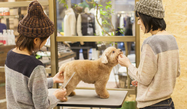 <strong>The TENT｜ザ テント</strong>　