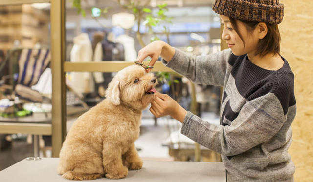 <strong>The TENT｜ザ テント</strong>　