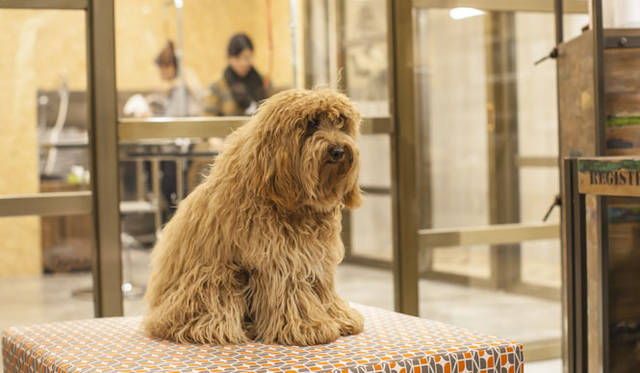 <strong>The TENT｜ザ テント</strong>　