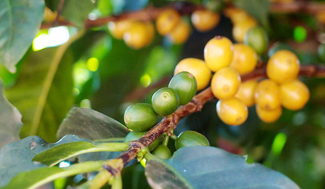 収穫期まっさかりのイエローブルボン