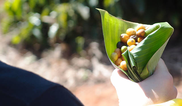 コーヒーの果実の部分は、そのまま食べるとほんのりと甘く、みずみずしい