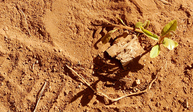 コーヒーの木を育てる赤い土。はじめてブラジルに降り立ったヨーロッパからの移民が「赤い大地」とよんだそうだ