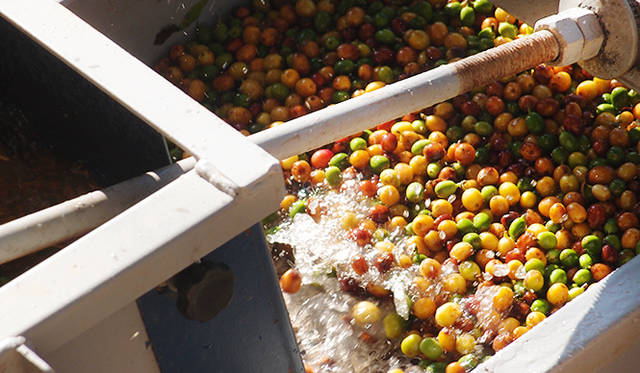 収穫されて数時間内に、精製が行われる。半水洗式精製法