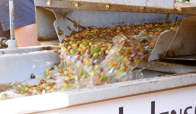 石、ごみや、不良の実などを、水に浮くものと浮かないものとして選別する