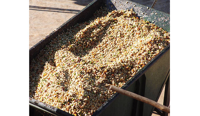 内果皮がついたままのコーヒー豆