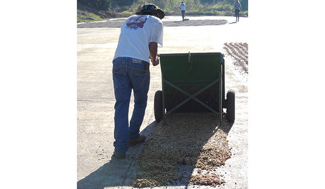 水洗式方法で精製され、果肉除去が終わった内果皮がついたままのコーヒー豆は、天日乾燥させるためにアスファルトの上に広げていく