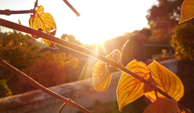日の出と同時に農園へ到着