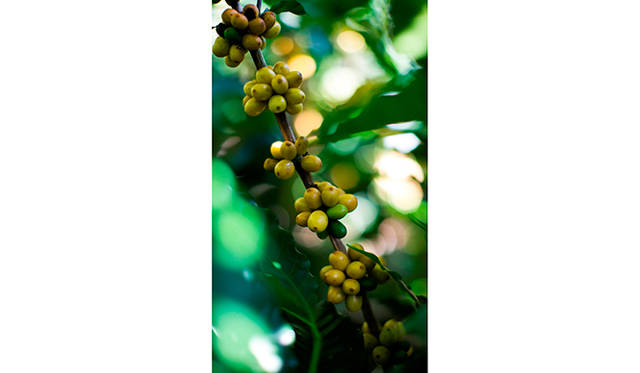 実をたくさんつけたイエローブルボン