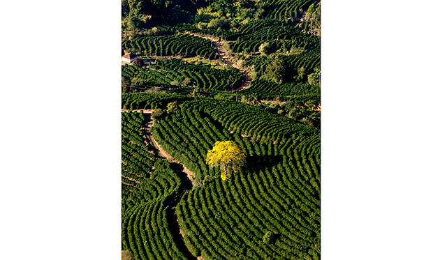 熱気球で上空か臨むコーヒー農園と、春に黄色く咲き誇るブラジルの国花「イッペ・アマレロ」の大木