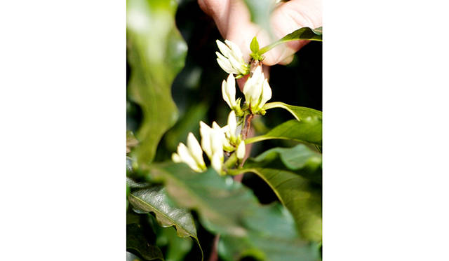 2〜3日で散ってしまうと言うコーヒーの花。つぼみに出合えただけでもラッキーなのだそう