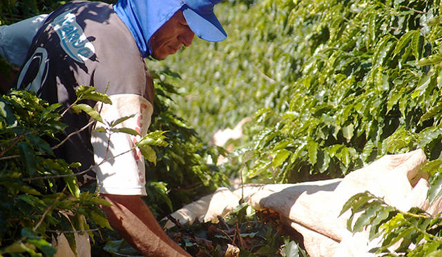 大まかに手作業で枝葉と実にわけるところから、作業はスタートする