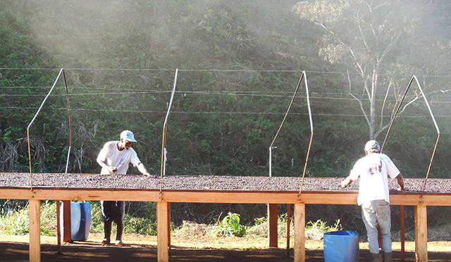 天日乾燥なのだから仕方ないといえども、陽の陰らない環境で作業はつづく