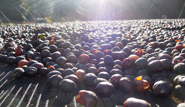 工場ではなく、こうして太陽の力を借りて乾燥させていく