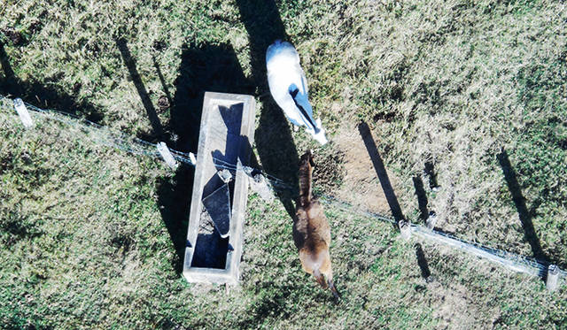 馬たちも広い高原で、ゆったりと育てられている