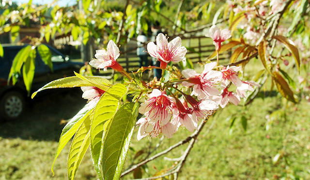道中、甘い香りを放つ桜のような花を発見