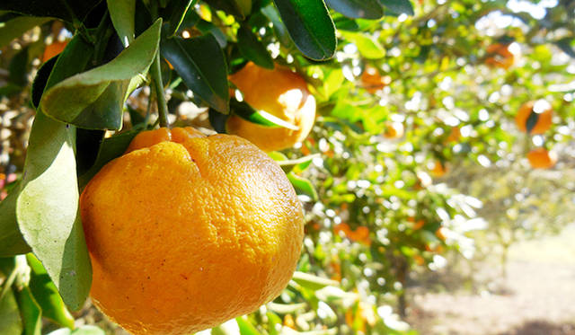 シェフが乗った熱気球はオレンジ畑に着陸