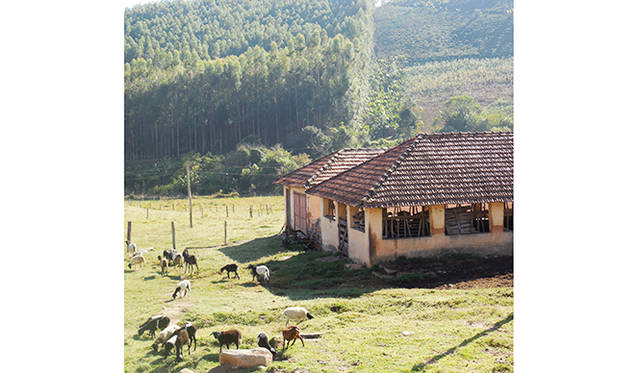 こちらは羊農園。いろんな種類が入り交じっている