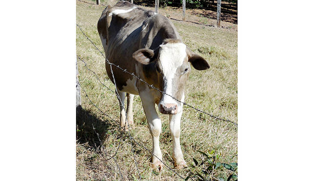 わざわざ様子を見にやって来た牛