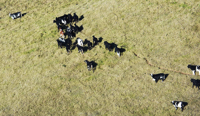牧場の牛たちも,空から見下ろすとジオラマのよう