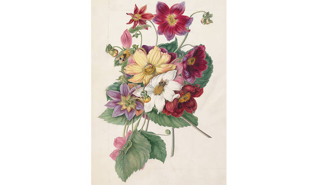 マーガレット・ミーン《ダリア属（キク科）》1790年頃、キュー王立植物園蔵 © The Board of Trustees of the Royal Botanic Gardens, Kew