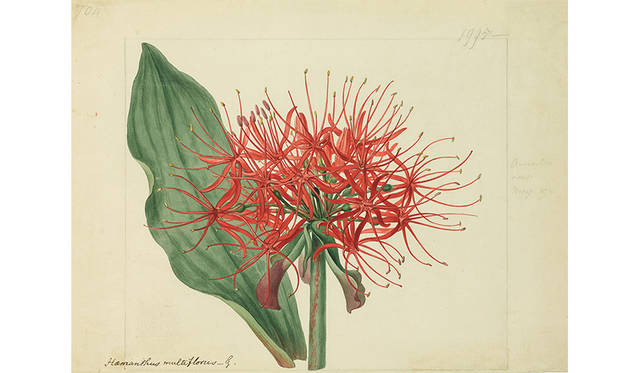 シデナム・ティースト・エドワーズ《センコウハナビ（ヒガンバナ科）》1818年、キュー王立植物園蔵 © The Board of Trustees of the Royal Botanic Gardens, Kew