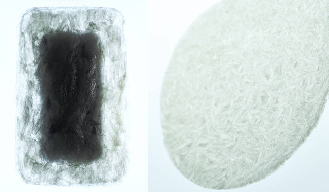 <strong>AGAR PLASTICITY – A POTENTIAL USEFULNESS OF AGARFOR PACKAGING AND MORE</strong><br />寒天からつくられた梱包資材。使用後も土壌の保水力を向上させる効果や、海に流れた場合も天然素材のため海洋生物を害さないなど、環境保全に考慮した新しい資材。