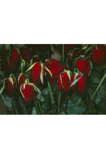 ©Nobuyoshi Araki / Courtesy of Taka Ishii Gallery