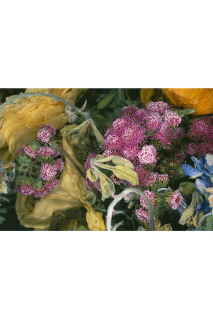 ©Nobuyoshi Araki / Courtesy of Taka Ishii Gallery