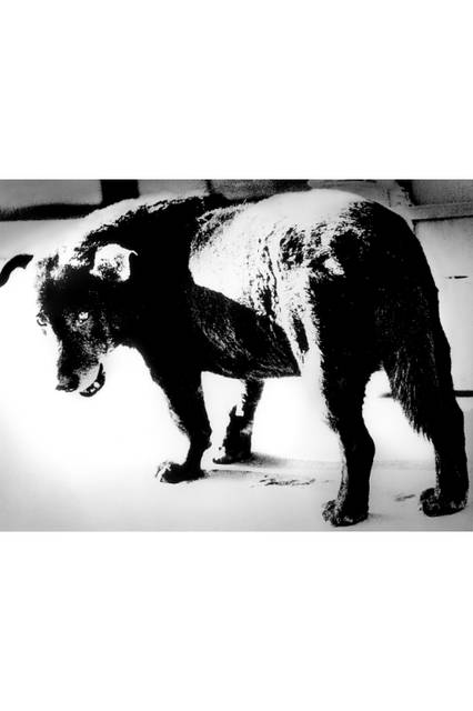 ©Daido Moriyama / Courtesy of Akio Nagasawa Gallery